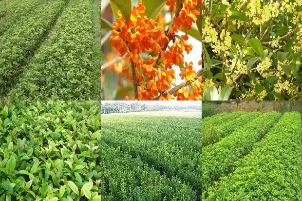 桂花树用什么树桩嫁接最好活1683591909600