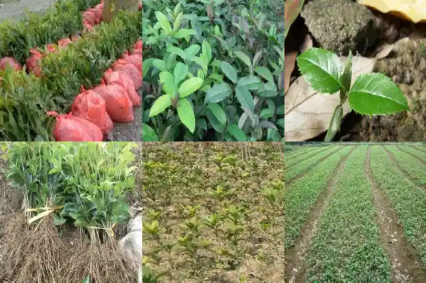 桂花树桩可以嫁接什么花1683591988535