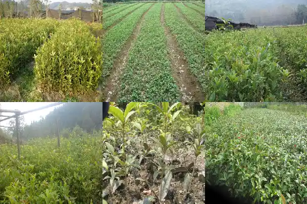 桂花树桩可以嫁接什么花1683591988583