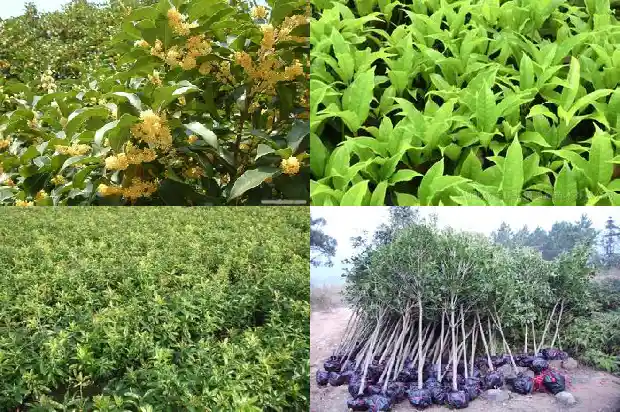 哪些树可以嫁接桂花树1683592074970