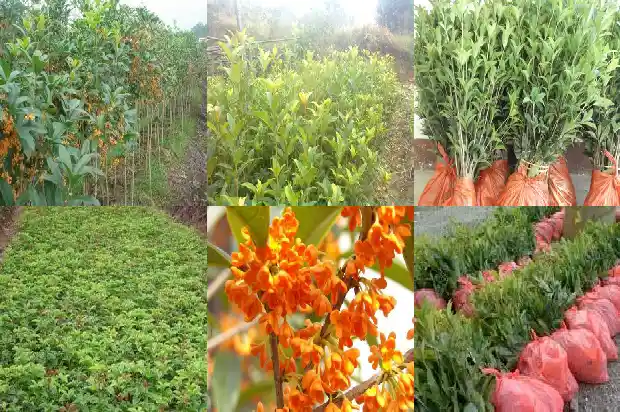 桂花树用什么树桩嫁接比较好看1683592159208