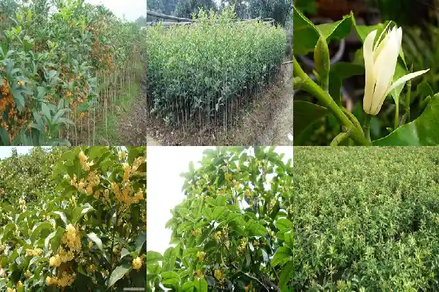 桂花树桩可以嫁接什么树苗1683592250055