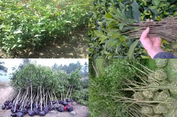 桂花树桩可以嫁接什么树苗1683592250102