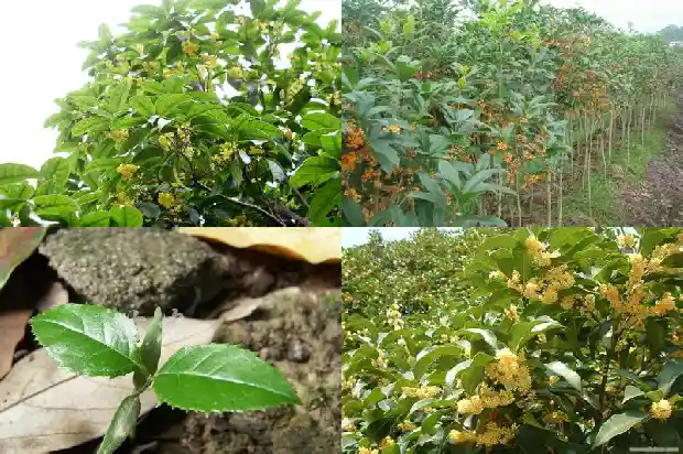 桂花树桩可以嫁接什么树苗1683592250149
