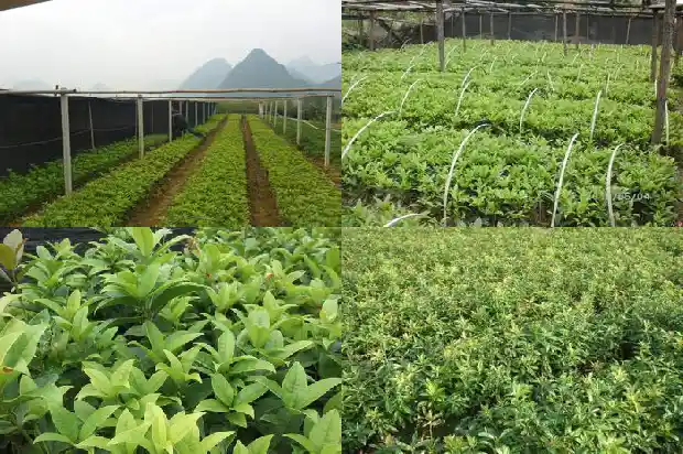 桂花树做弹弓怎么处理1688518256000