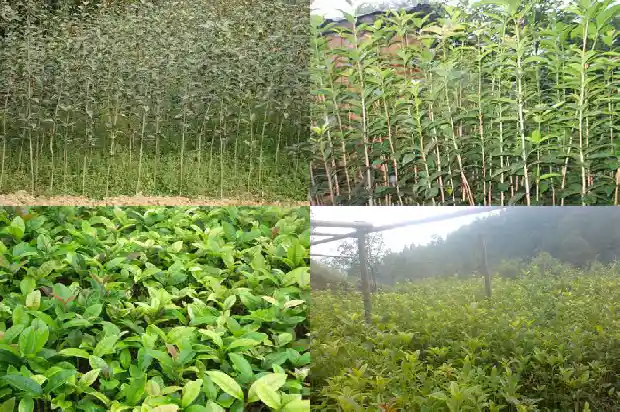 桂花用什么桩嫁接1683592420613