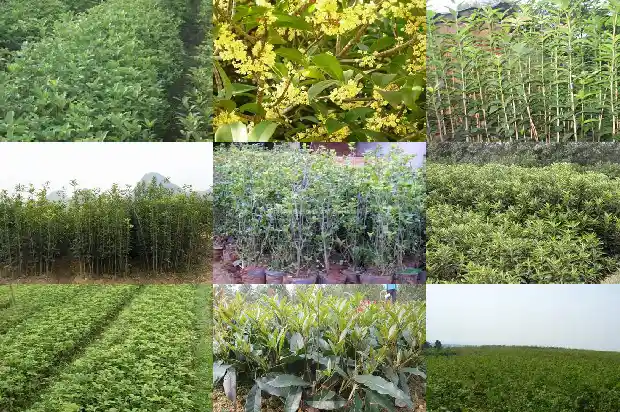 桂花用什么桩嫁接1683592420661