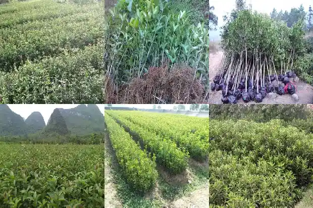 桂花树苗要嫁接吗1683592510802