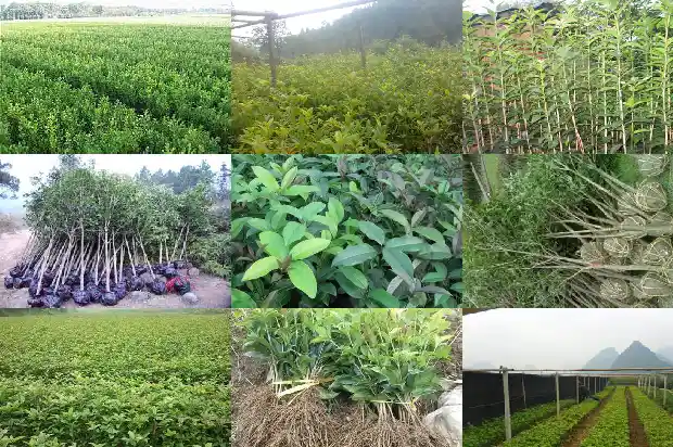 桂花树苗要嫁接吗1683592510849