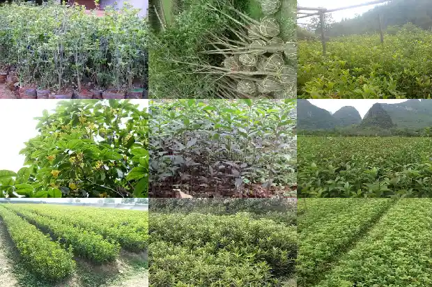 桂花树15公分多少钱一棵呀1689899517805