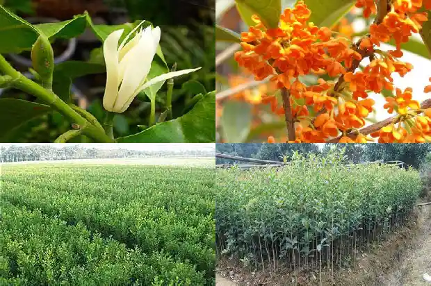 桂花生桩怎么种1683592580362