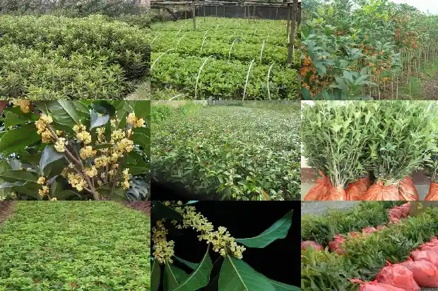 嫁接桂花一般用什么树桩好1683592650396