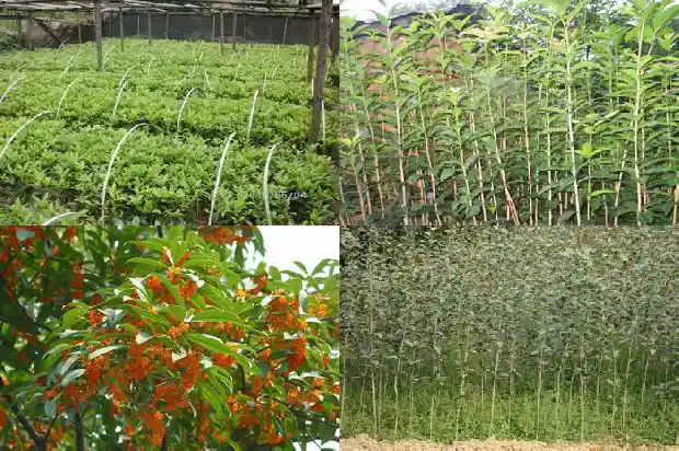 嫁接桂花一般用什么树桩好1683592650444