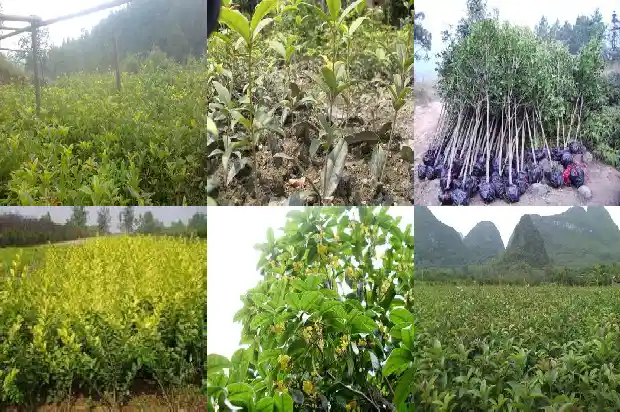 嫁接桂花一般用什么树桩最好1683592727871