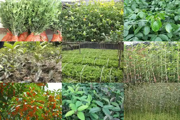 嫁接桂花一般用什么树桩最好1683592727919