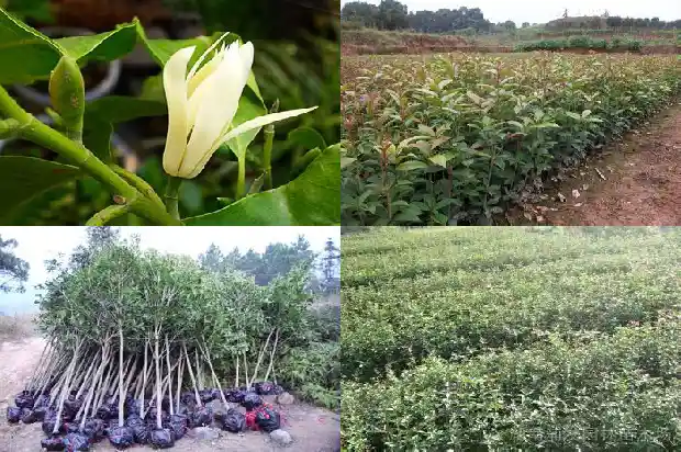 嫁接桂花一般用什么树桩最好1683592727967