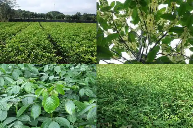 什么树桩可以嫁接桂花树1683592859455