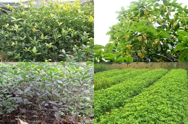 桂花树栽多久才知道成活1690848632881