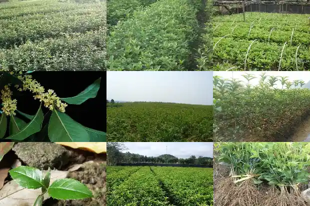 桂花树桩嫁接什么苗1683592914936