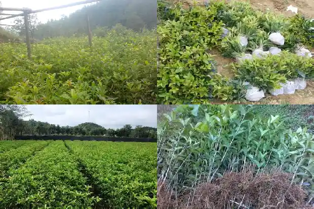 桂花树桩嫁接什么苗1683592914984