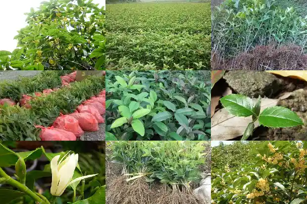 嫁接的桂花树什么时候能拆掉叶子1683592969734