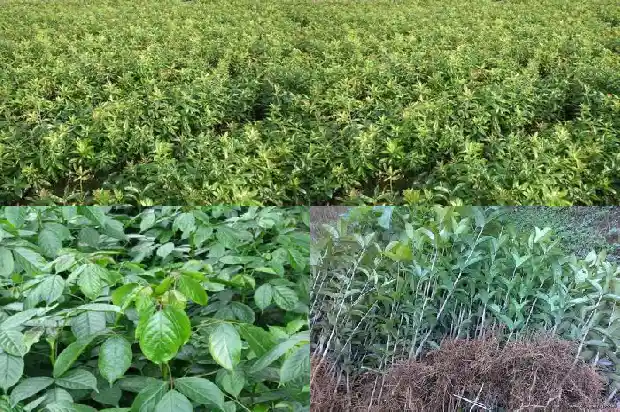 什么品种桂花树值钱1690158887928