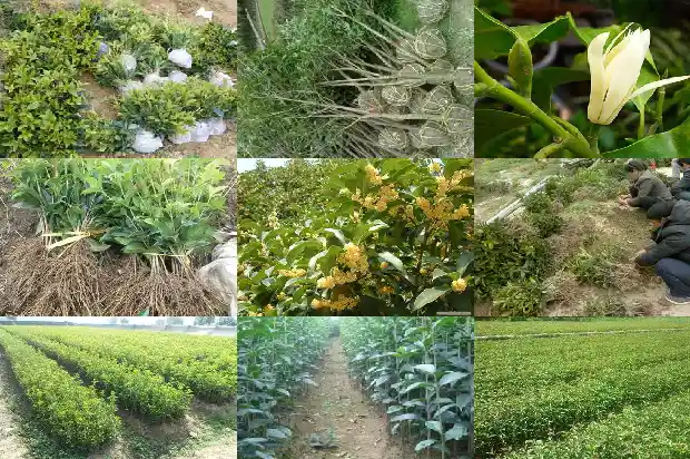 桂花树盆景价格多少一棵好养1683593045017