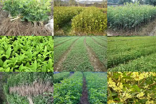 桂花树盆景价格多少一棵好养1683593045063
