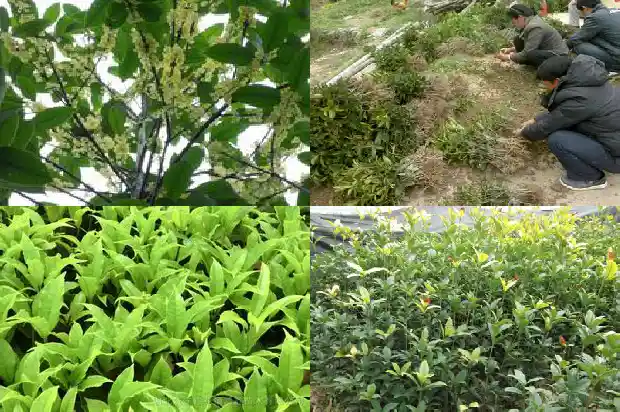 桂花树盆景价格多少一棵好呢1683593088297