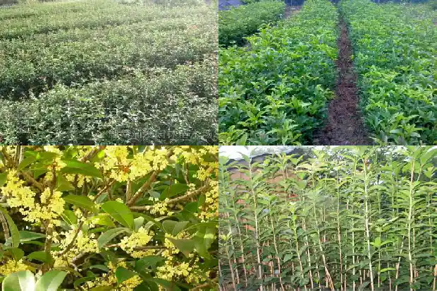 造型桂花树价格多少钱一盆啊1683593133990