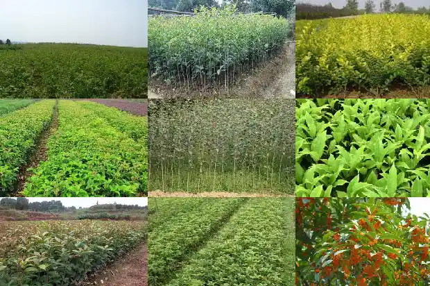 造型桂花树价格多少钱一盆啊1683593134038