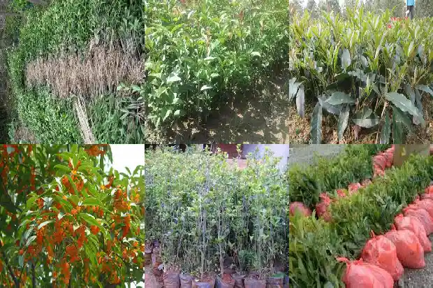 造型桂花树价格多少钱一盆啊1683593134086