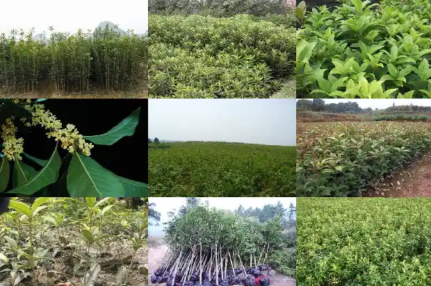 八月桂花树市场价格走势如何分析1683593161342