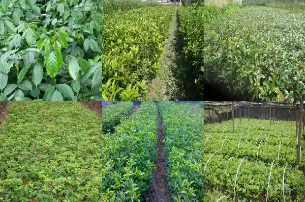 八月桂花树市场价格走势如何分析1683593161438