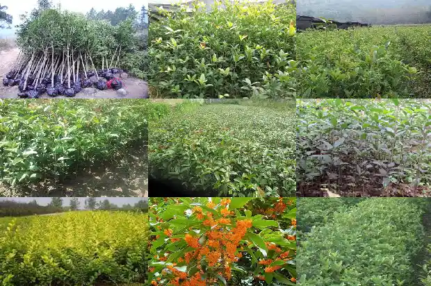 八月桂花树市场价格走势如何分析1683593161485