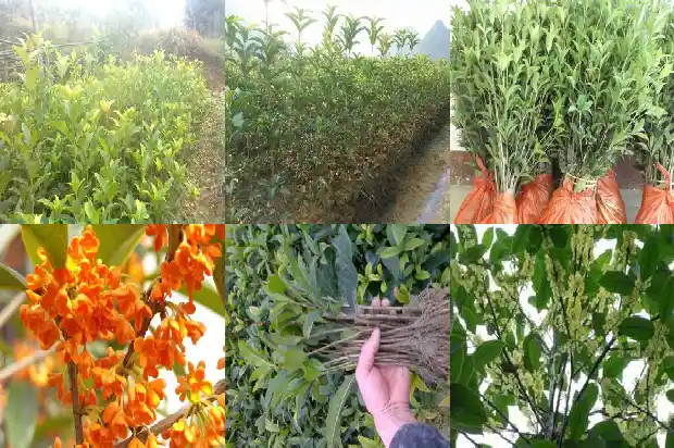 金桂花和月桂花的区别1683593218688