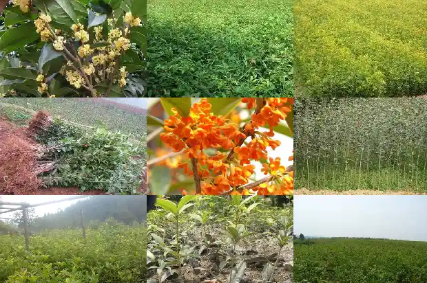 金桂花和月桂花的区别1683593218736