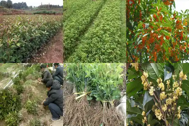 校园里栽着许多桂花树英语1690677537230
