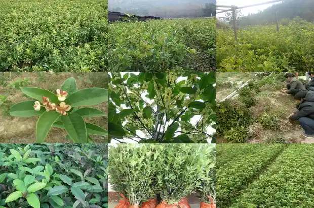 金桂花树的特点介绍1683593311850