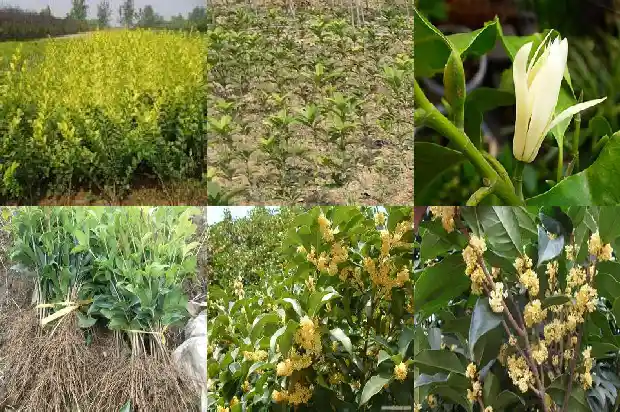 金桂花树的特点介绍1683593311897