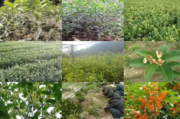 金桂花的特征1683593341359