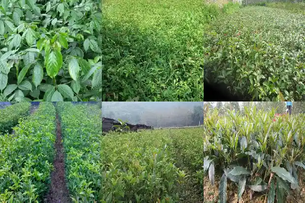 金桂花的特征1683593341455