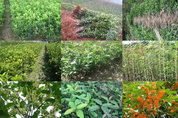 桂花茶怎么喝好喝1689466492313