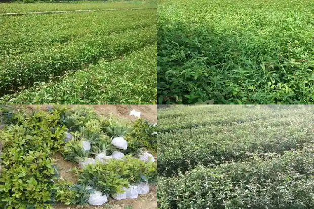 八月的桂花树怎么形容1683593371269