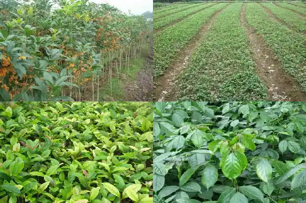 八月的桂花树怎么形容1683593371316
