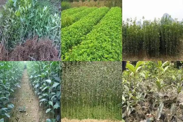 桂花树可以摘顶吗1683593408470