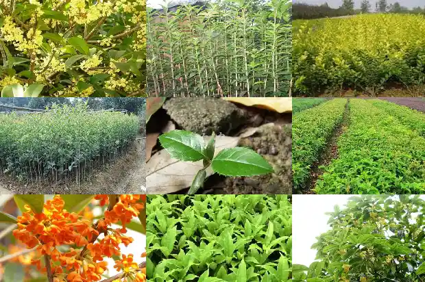 桂花树可以摘顶吗1683593408614