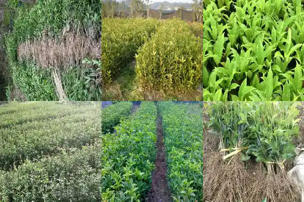 乌龙桂花茶多少钱一斤1689467873580