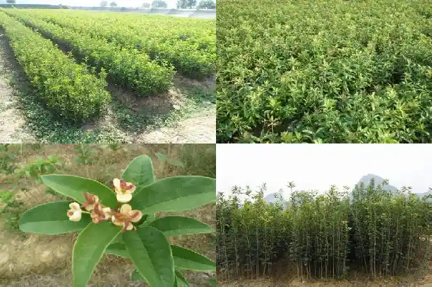 桂花树什么时候截顶好呢1683593441181