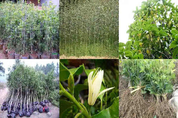 桂花树可以截顶吗1683593473120